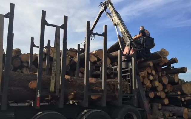 Stacked timber awaiting milling at Ludo's sawmill
